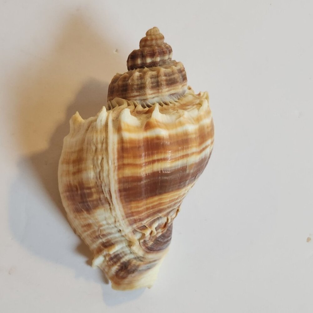 Florida Natural Kings Crown Conch Sea Shells Brown Banded Home Beach Decor